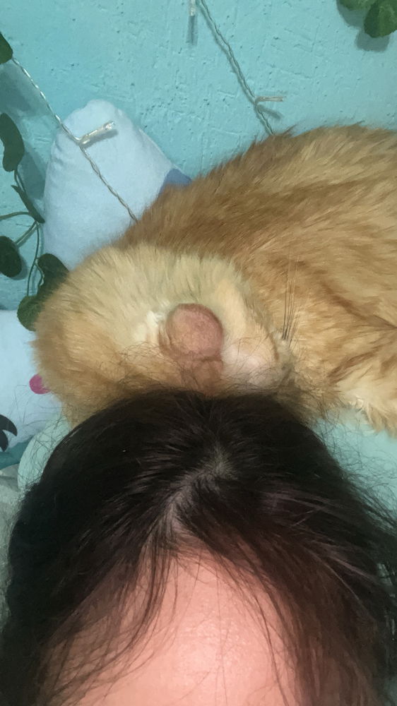 Mis bebés