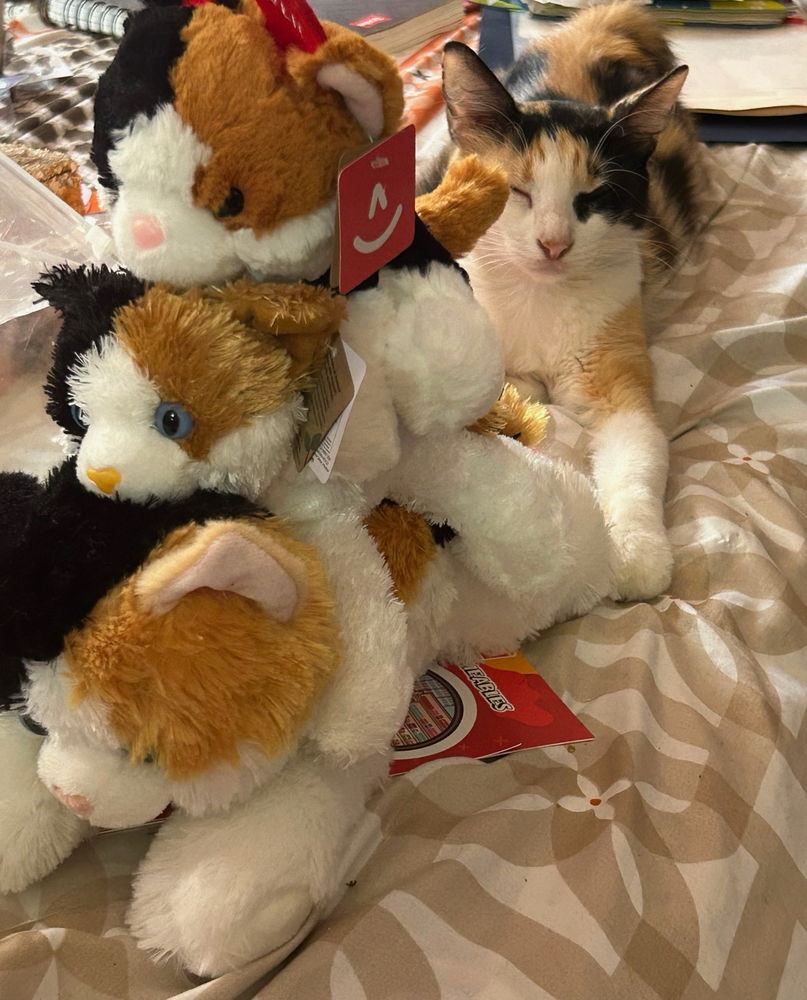 El culto del gato