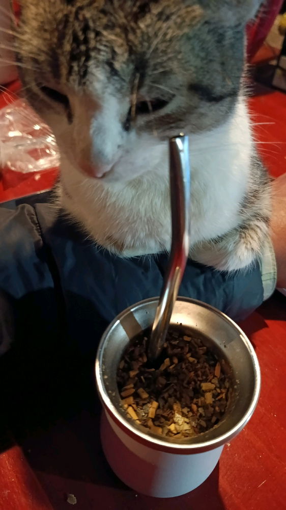 Que más le podés pedir a tu michi