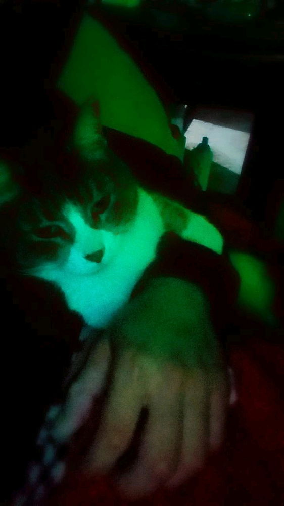 Misha❤️‍🩹🐱
¿Gatos o perros?