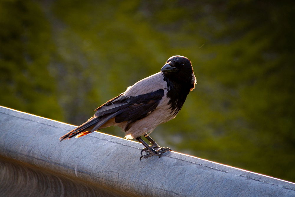 🐦‍⬛