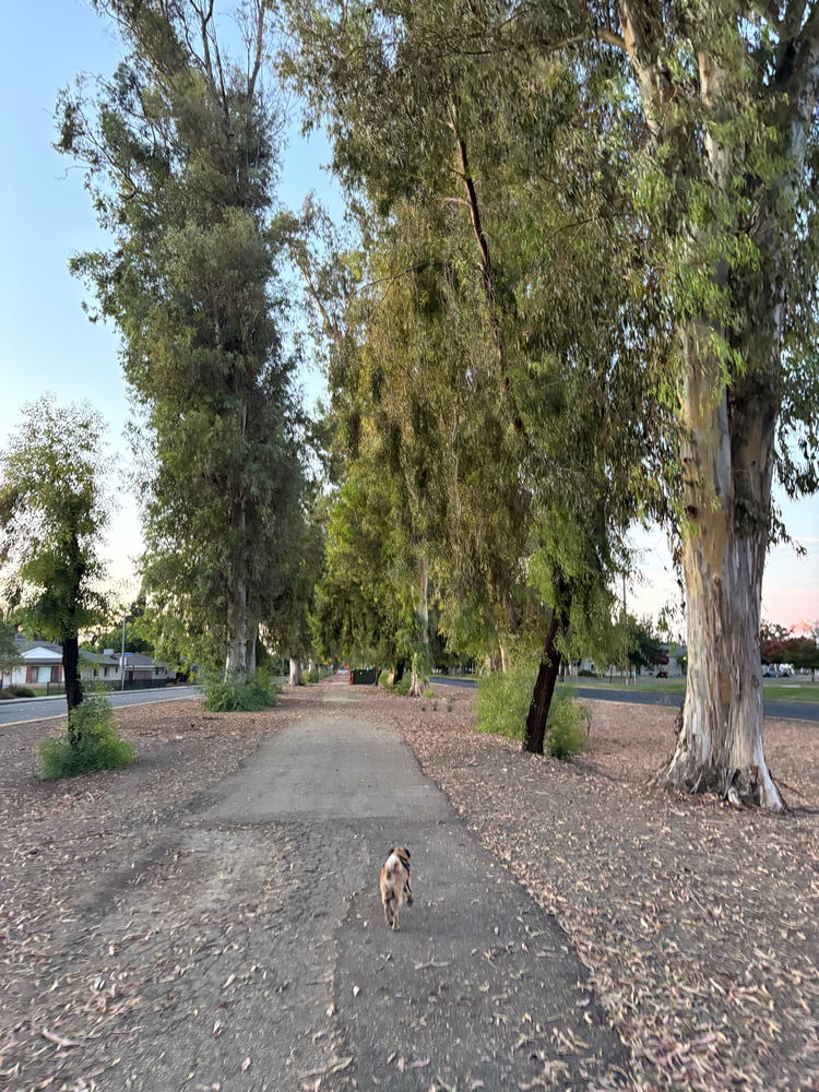 Tonight’s walk