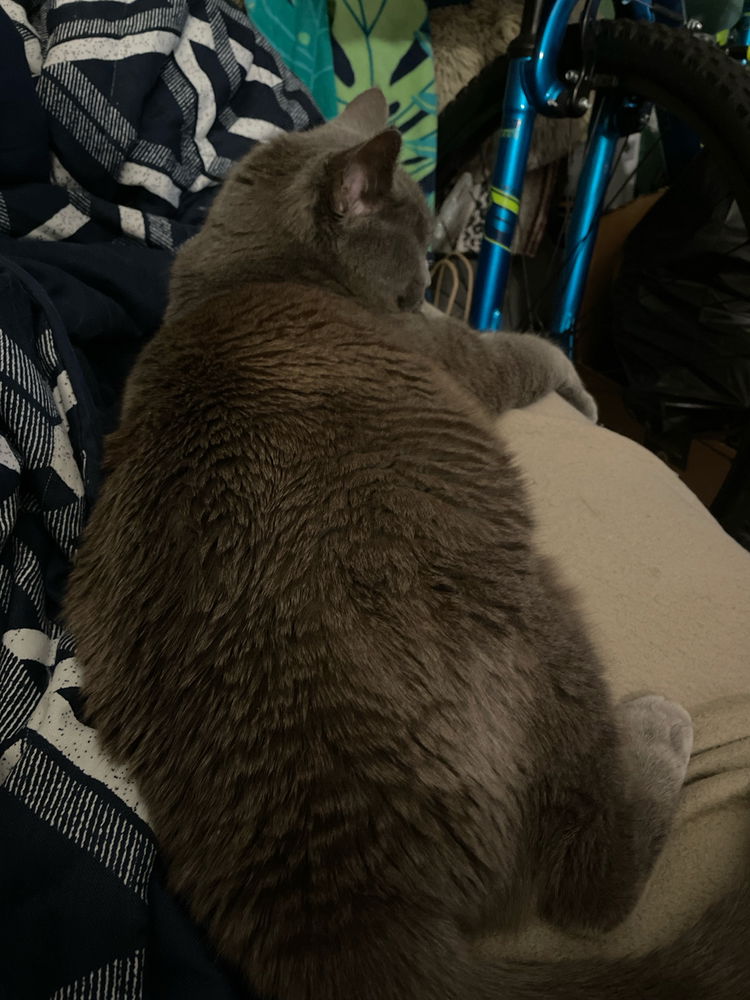 Cat Sleep