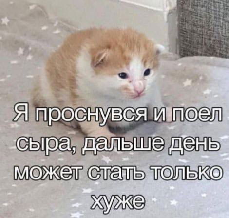 пока что самый лучший мем