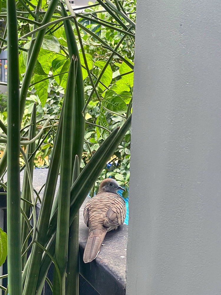 She shows up every day 🕊️
 same time, same place 🪶
And every day 🐦
 I have to feed her grains 🌾😉🤍