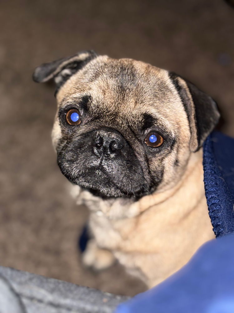The unstoppable Pug