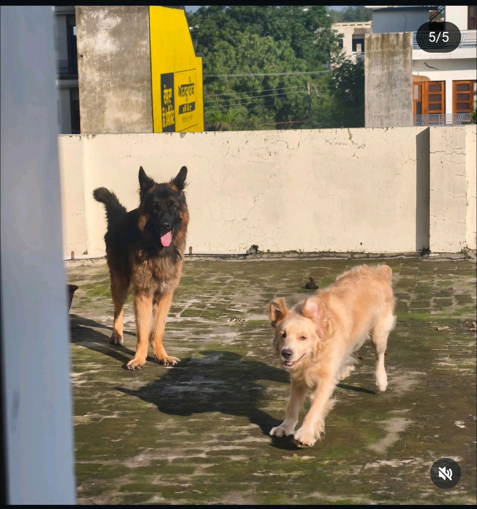 Max n Zeus