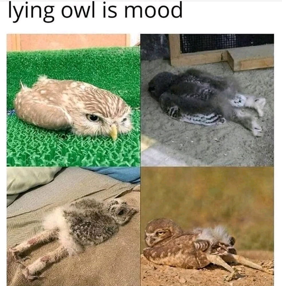 It's a real mood 🤭