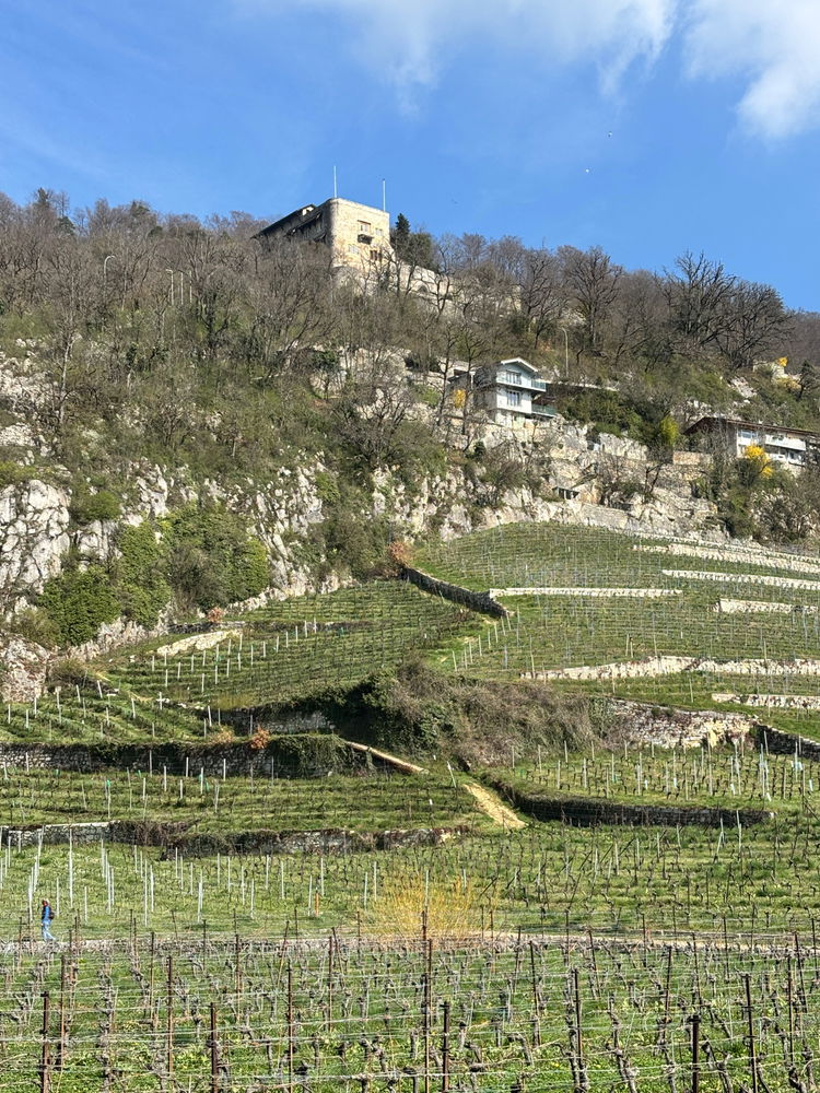 Swiss