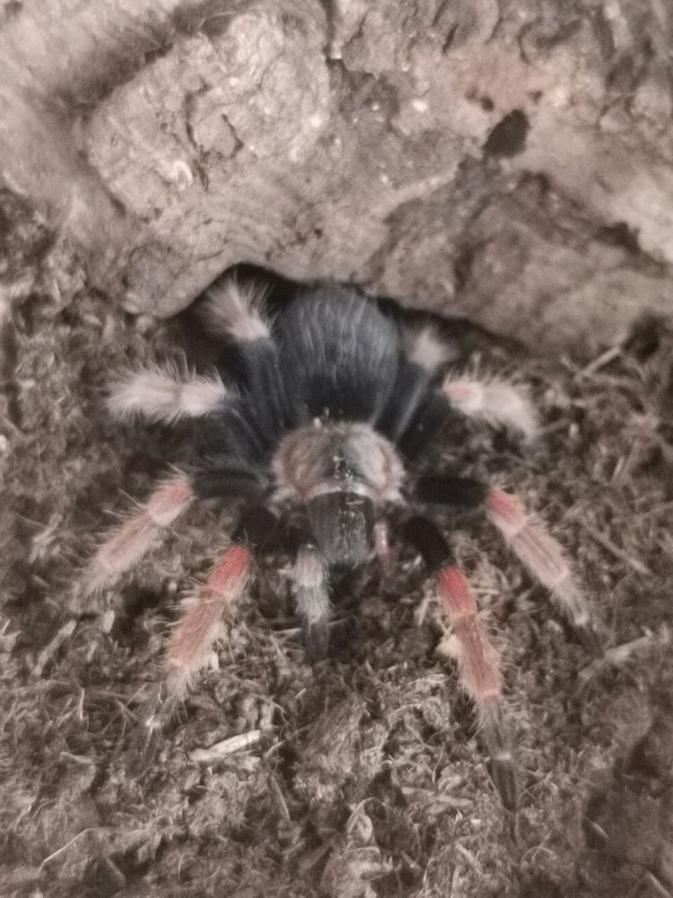Má tu někdo pavouky? 🕷️😁