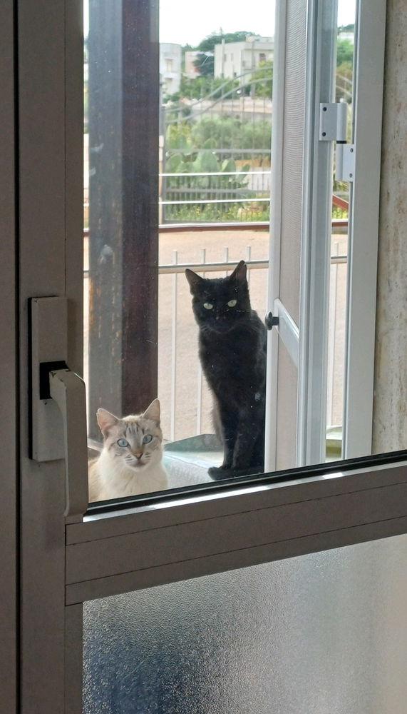 what are they organizing?
