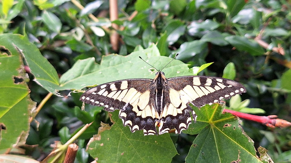 Machaon