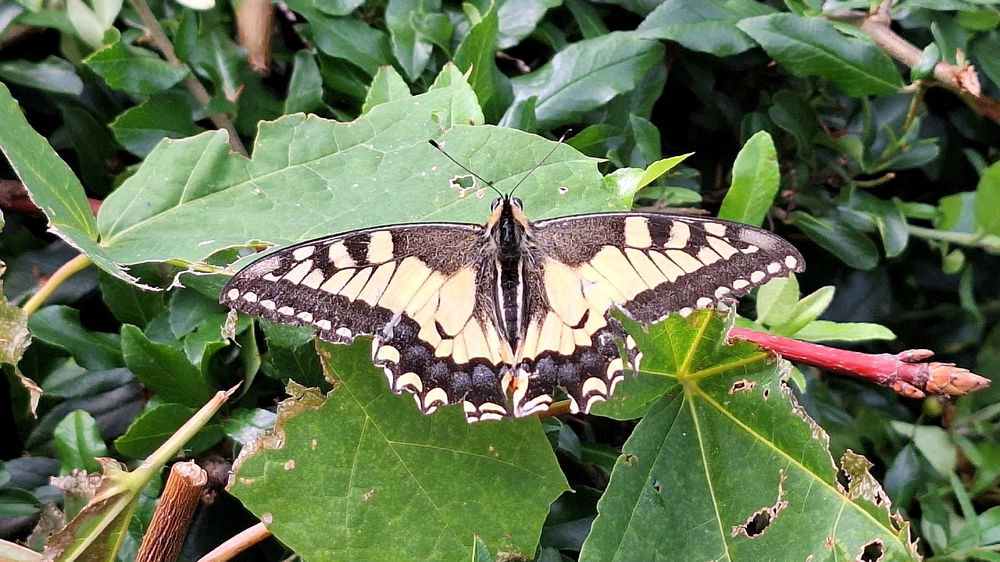 Machaon