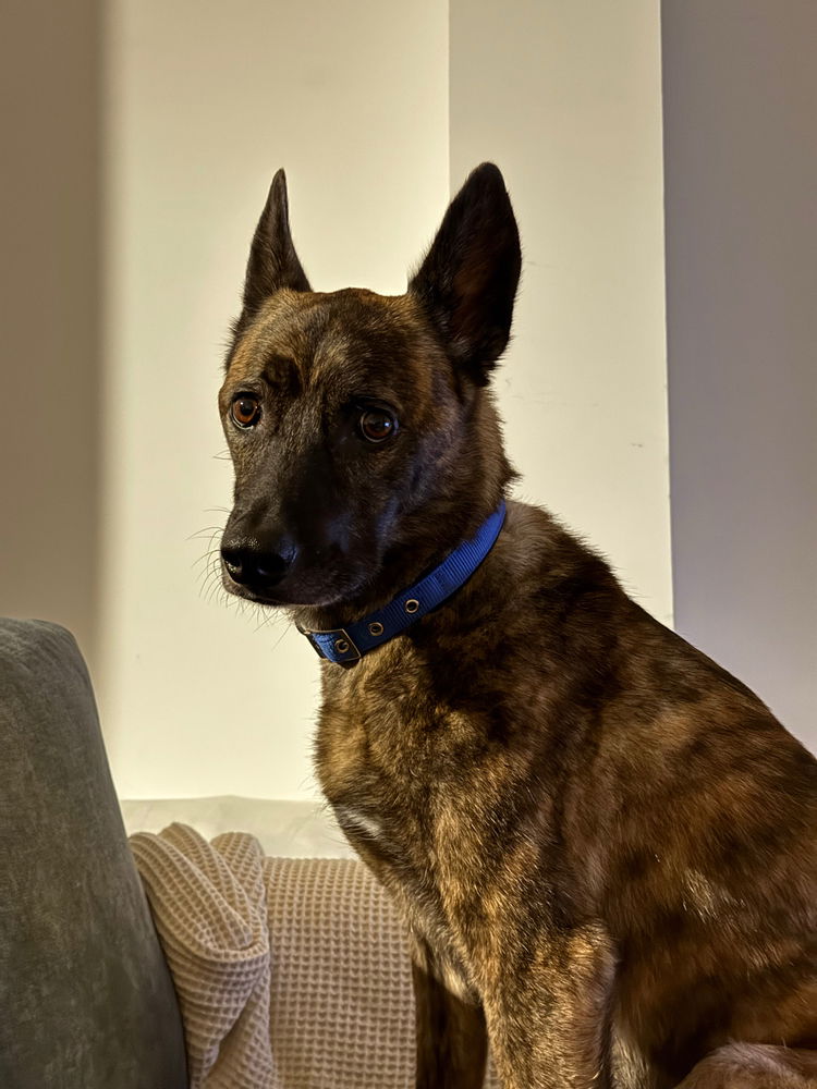 Louie the model