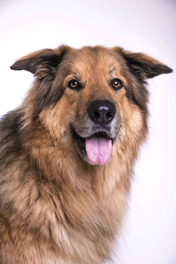 Enzo the german