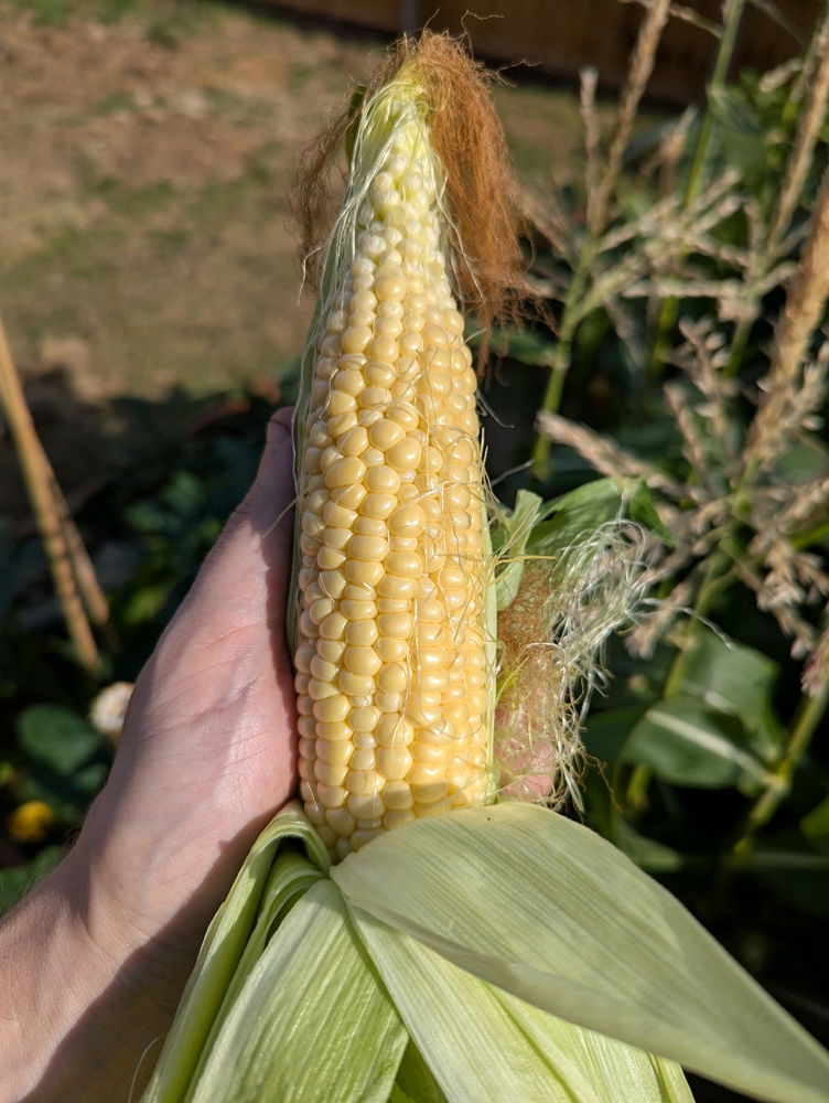 Finally the time of year when I can harvest some of my food