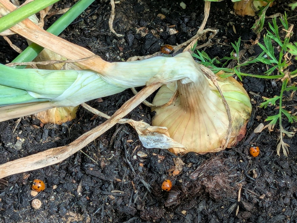 Finally the time of year when I can harvest some of my food