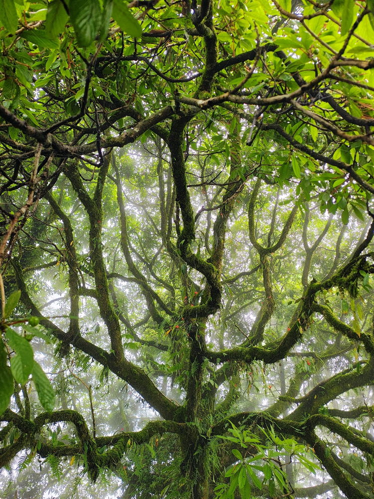 Wild Avocado tree