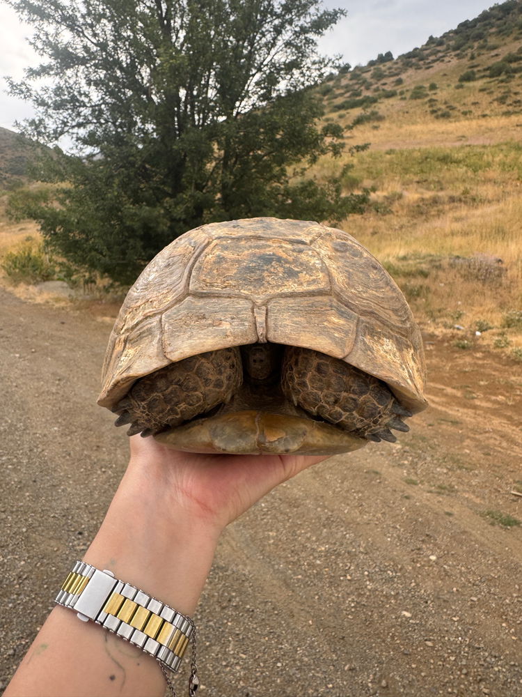 Turtle