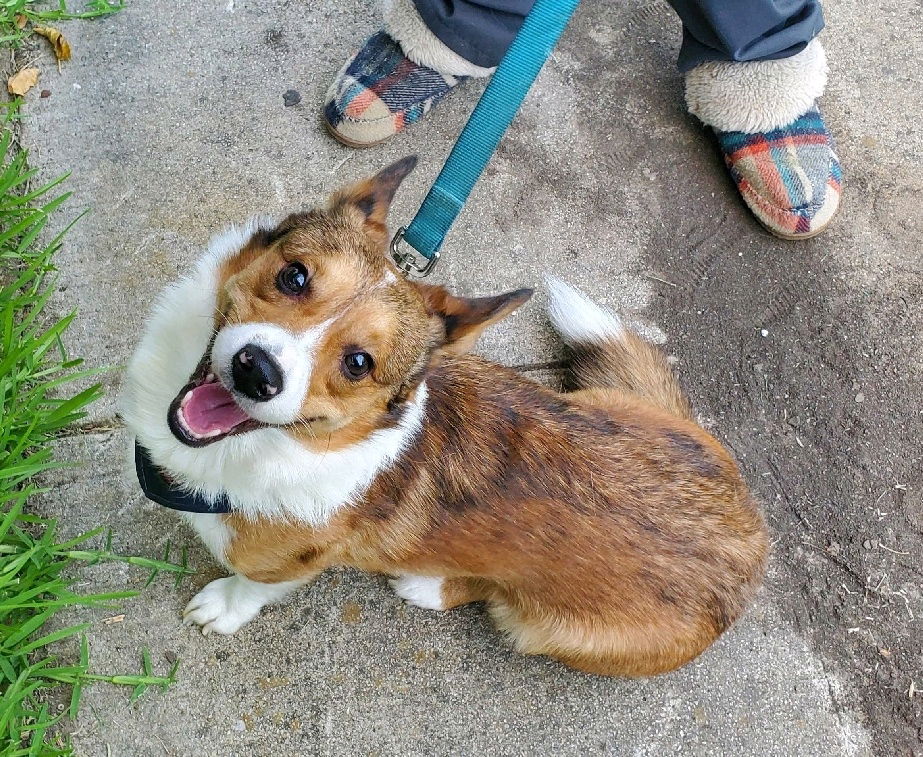 Teemo