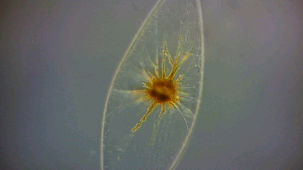 Pyrocystis fusiformis