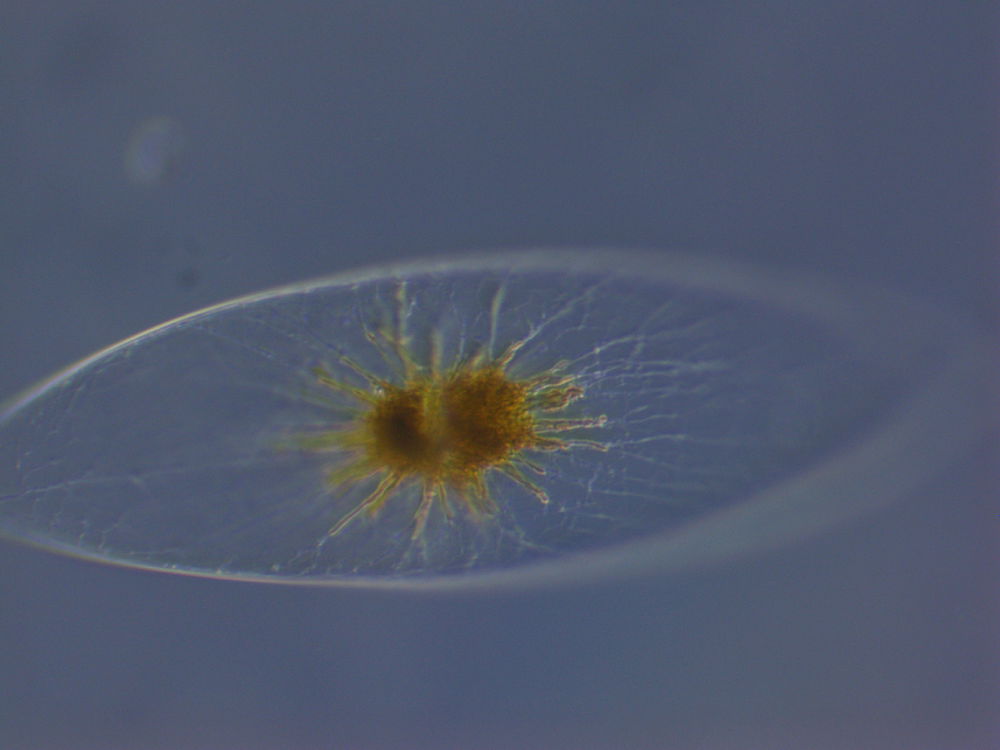 Pyrocystis fusiformis