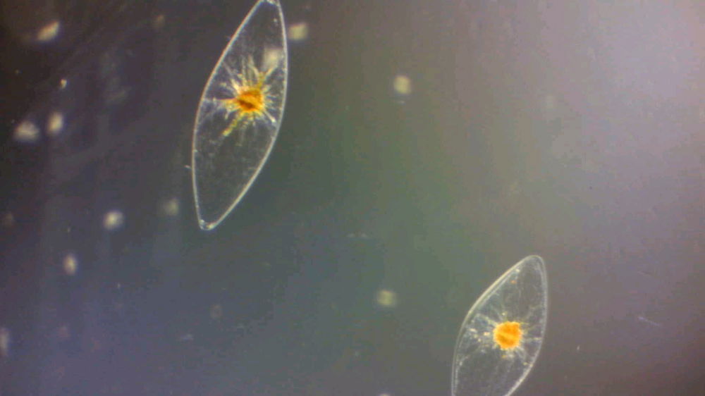 Pyrocystis fusiformis