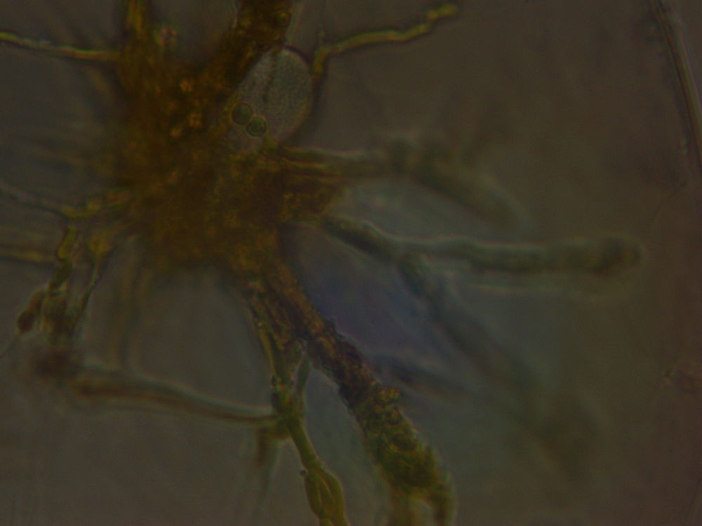 Pyrocystis fusiformis