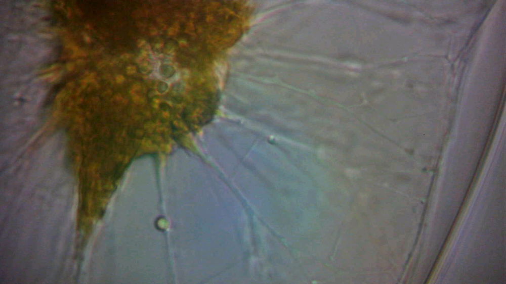 Pyrocystis fusiformis