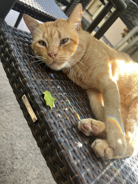 cat