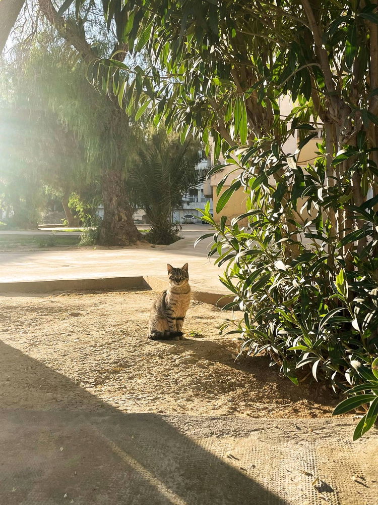 Schönen Nachmittag 🤗📸🐱🐈