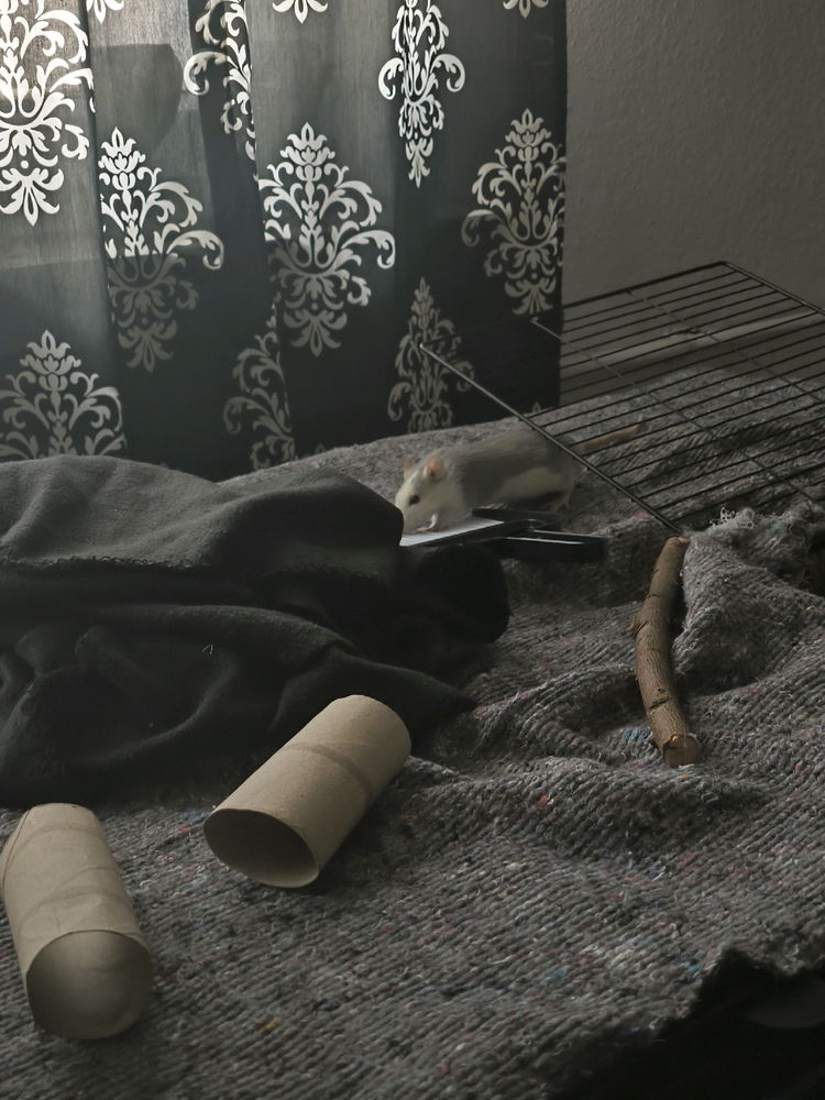 So jetzt haben sie das Gitter solange ich zuhause, bin im Zimmer immer offen!