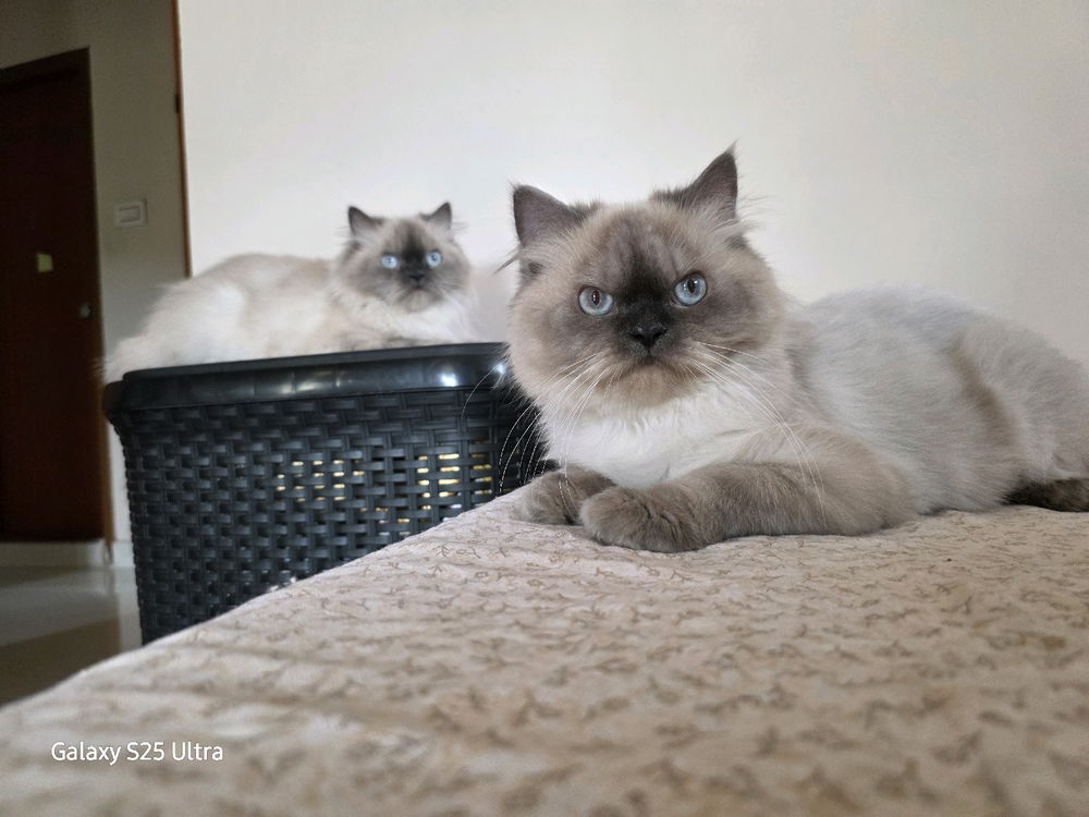 2 of 3 monster cats