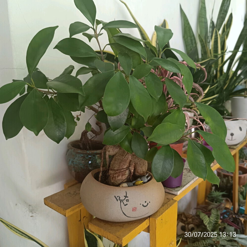 Lucky Tree
