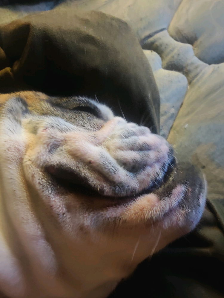 The underbite