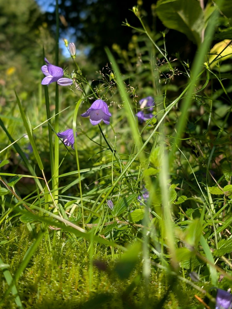 La forêt