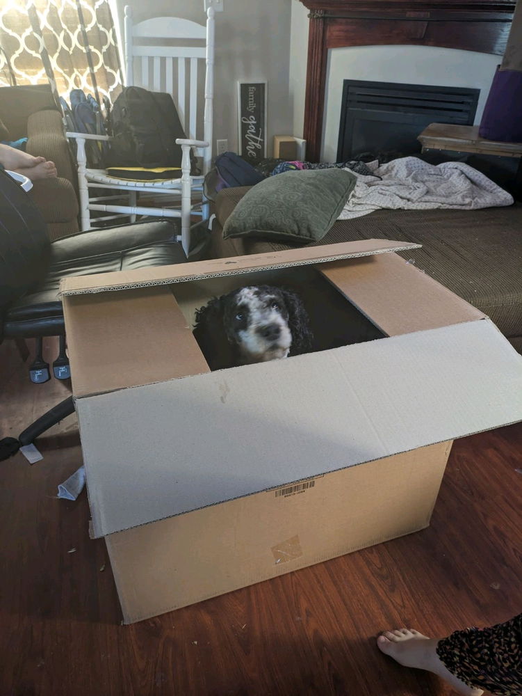 Dog in a box