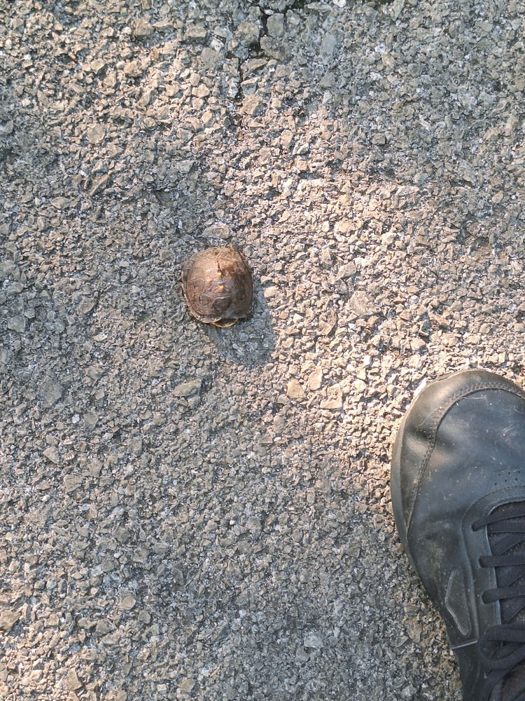 Found a baby turtle