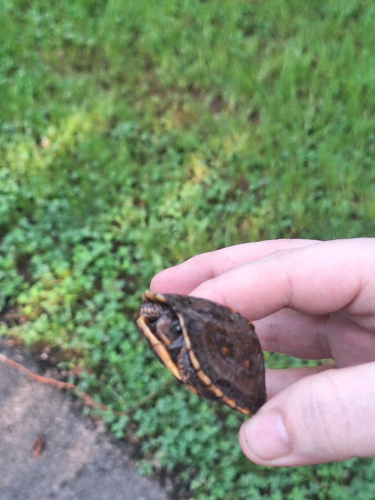 Found a baby turtle