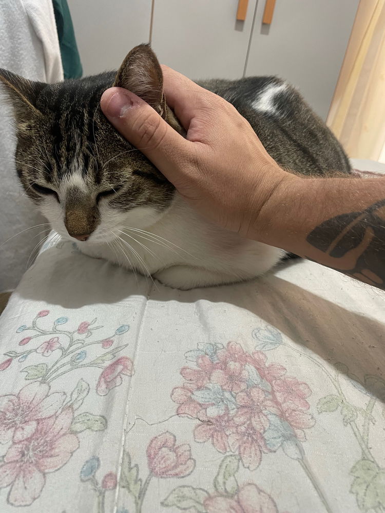 Gatinho