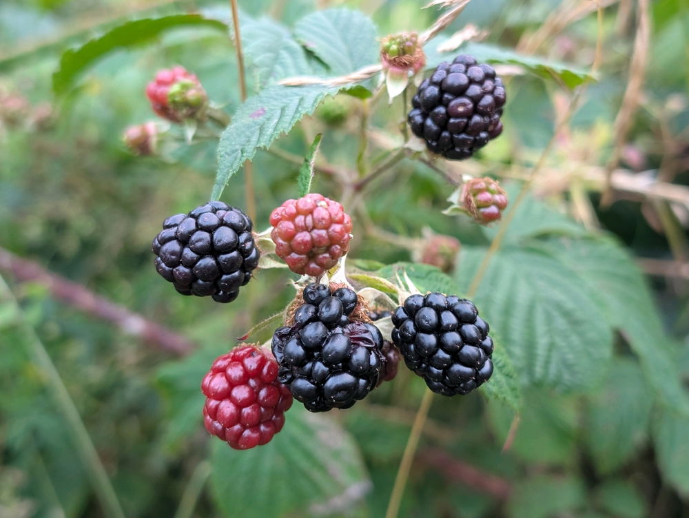 Berries starting to ripen