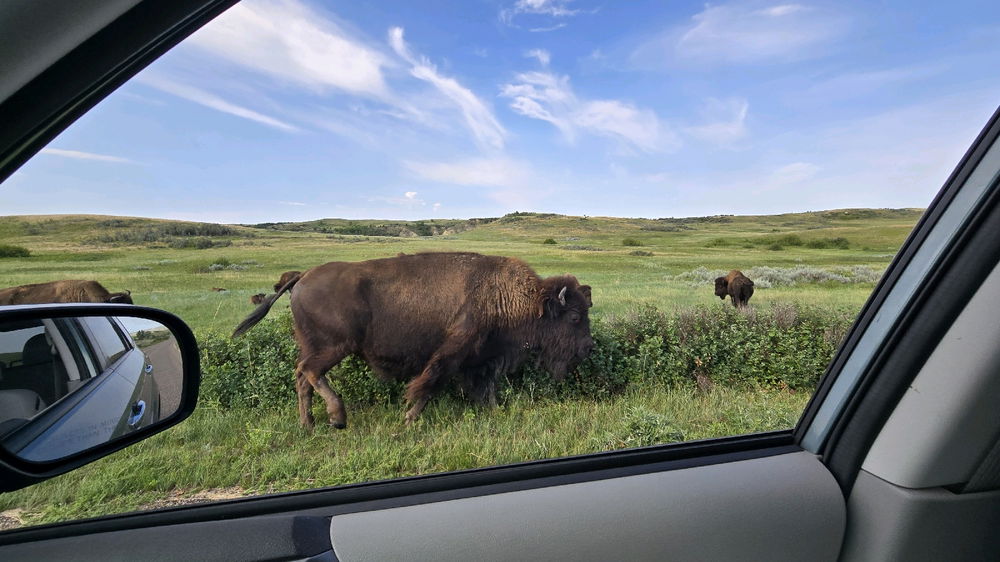 Teddy Roosevelt National Park