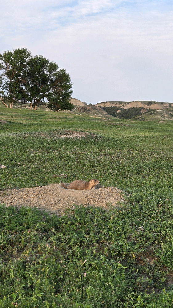 Teddy Roosevelt National Park
