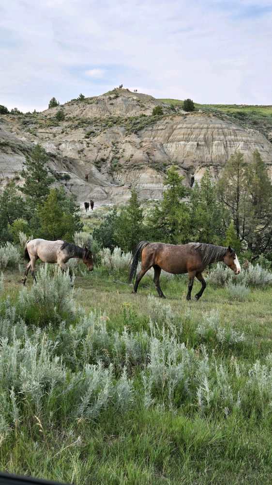 Teddy Roosevelt National Park