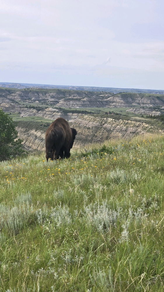 Teddy Roosevelt National Park