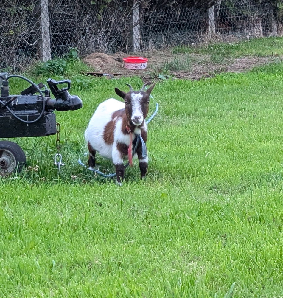 Omg the cutest baby goat