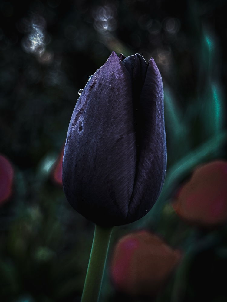 🌷