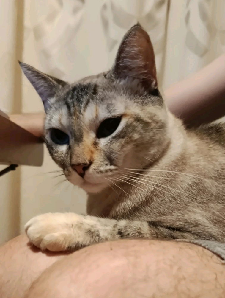 Captando gatitos ajenos