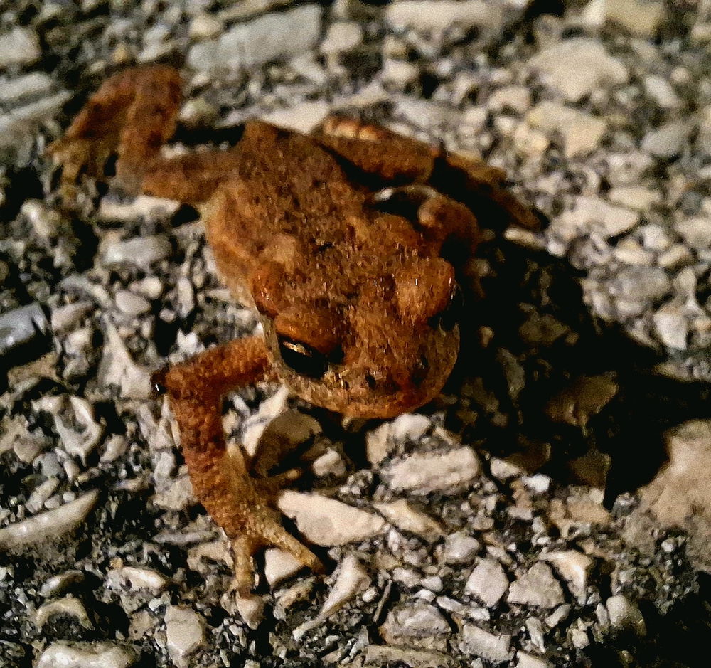 Little friend