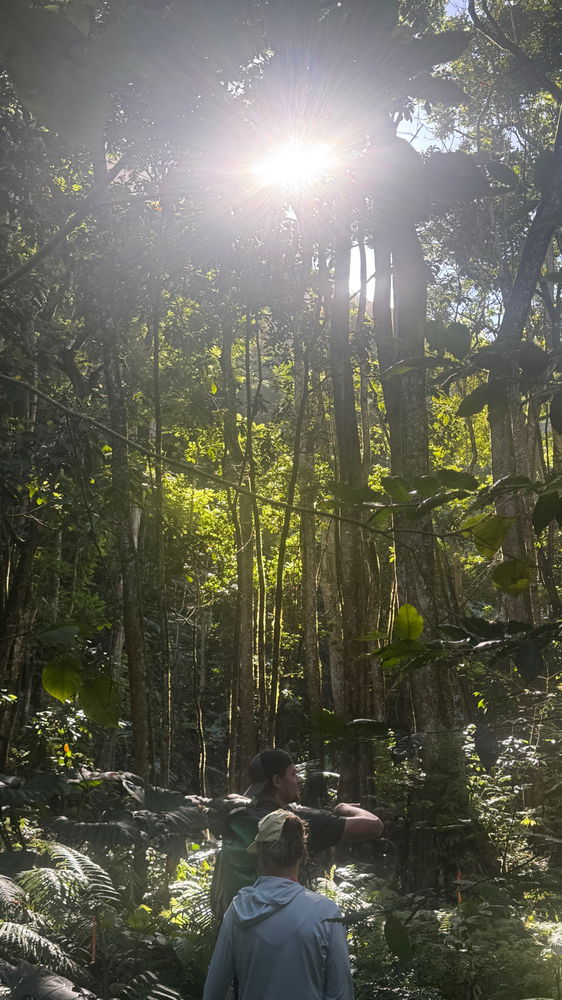 Came to Tahiti for the wildlife, stayed for the trees